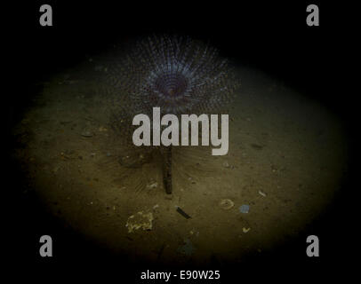 Ventola europea Worm, Sabella spallanzanii, close-up dal Mare Mediterraneo, Cirkewwa Malta. Foto Stock