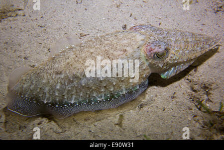 Comune,Seppie Sepia officinalis, nel Mar Mediterraneo a Malta. Foto Stock