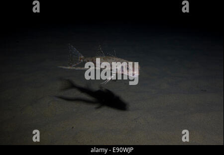 Flying cappone, Dactylus volitans, la foto è stata scattata in Malta, Mediterraneo occidentale. Foto Stock