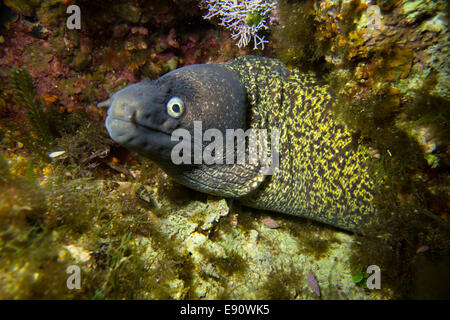 Ritratto di un Mediterraneo di moray eel (Muraena helena). Foto Stock