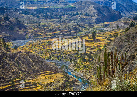 Terrazze a valle al di sopra del Canyon del Colca, Perù Foto Stock