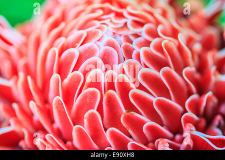 Fiori dalla Thailandia, Etlingera elatior o Red Ginger torcia Foto Stock