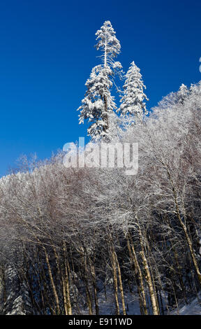 Alberi di pino coperto di neve sulla skyline Foto Stock