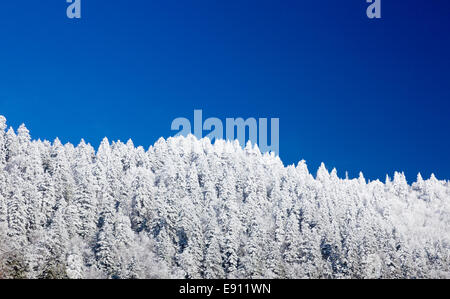 Alberi di pino coperto di neve sulla skyline Foto Stock