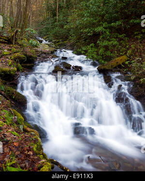 Flusso infuria in primavera a Smokies Foto Stock