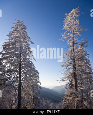 Alberi di pino coperto di neve sulla skyline Foto Stock