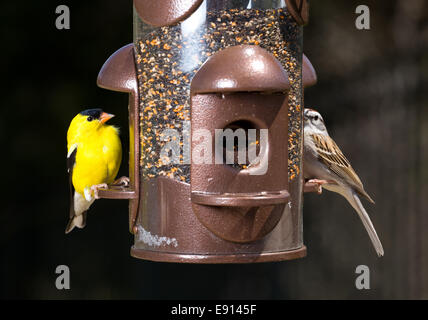 Cardellino mangiare da Bird Feeder Foto Stock