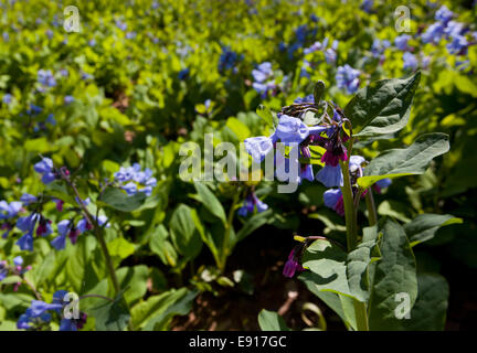 Close up bluebells nel mese di aprile Foto Stock