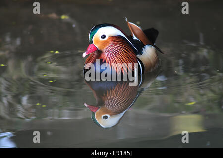 Mandarin Drake. Slimbridge, Gloucestershire, UK Marzo 2011 Foto Stock