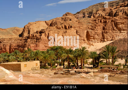 Ain Hudra (o Ayun Khodra) oasi nel sud del deserto del Sinai un accampamento beduino, Egitto Foto Stock