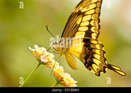 Thoas coda forcuta (Papilio thoas) Foto Stock