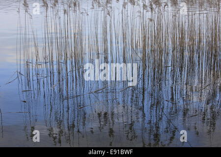 Reed Foto Stock