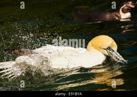 Northern Gannet (Morus bassanus) Foto Stock