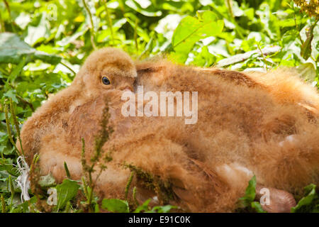 Gru siberiana (Grus leucogeranus) Foto Stock