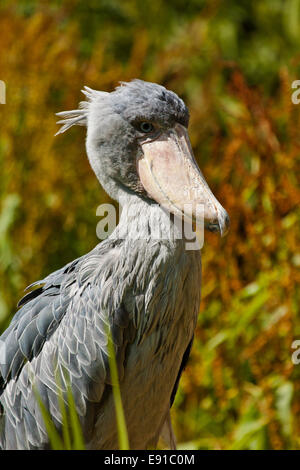 Shoebill, Abu Markub (Balaeniceps rex) Foto Stock