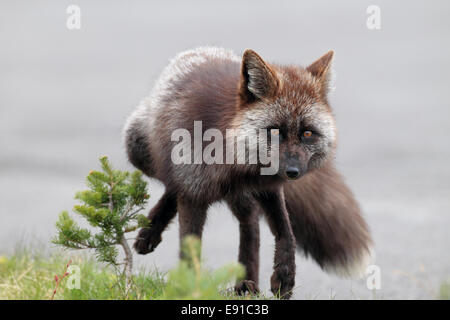 Una fase di argento rosso volpe (Vulpes vulpes) Foto Stock