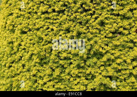 Una luce verde siepe floral background. Foto Stock