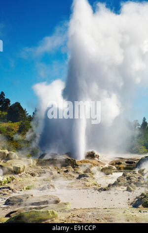 Pohutu Geyser eruzione, Rotorua, Nuova Zelanda Foto Stock
