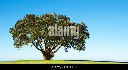 Lonely fioritura tree sul campo verde Foto Stock