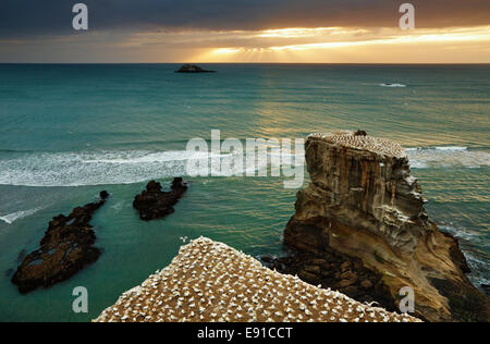 Gannett colonia, Muriwai spiaggia al tramonto, Nuova Zelanda Foto Stock