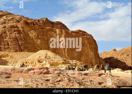 Cammelli da turistico trek nei pressi di scogliere a Ain Hudra (o Ayun Khodra) Oasis, South Sinai, Egitto Foto Stock