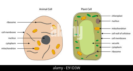 Etichettato schemi tipici delle cellule animali e cellule vegetali con livelli modificabili. Foto Stock