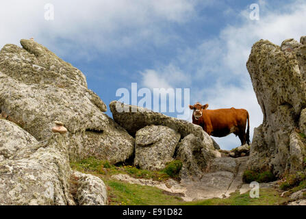 Vacca Ayreshire su St Agnes Isole Scilly Foto Stock