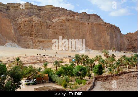 Ain Hudra (o Ayun Khodra) Oasis sotto imponenti scogliere a sud del deserto del Sinai un Accampamento Beduino popolare con i turisti, Egitto Foto Stock