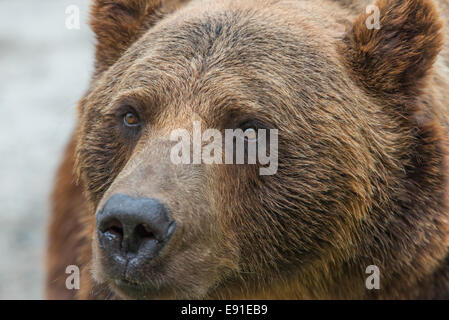 Un orso bruno chiusa in una gabbia allo zoo Foto Stock