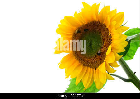 Girasole giallo isolato su bianco Foto Stock