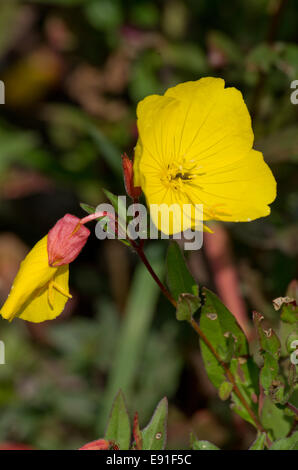 Oenothera Muricata Foto Stock