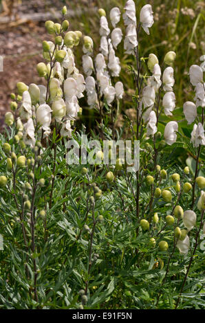 Aconitum napellus Gletschereis Foto Stock