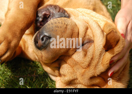 Adorabili Shar Pei ritratto Foto Stock