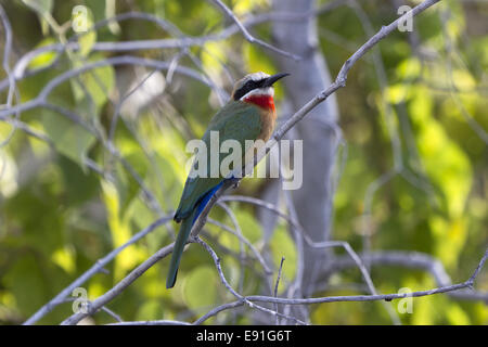 Bianco-fronteggiata Bee Eater Foto Stock