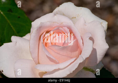 Rose Chandos bellezza Foto Stock