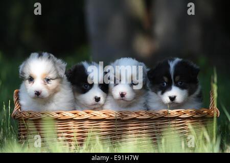 Pastore australiano cuccioli Foto Stock