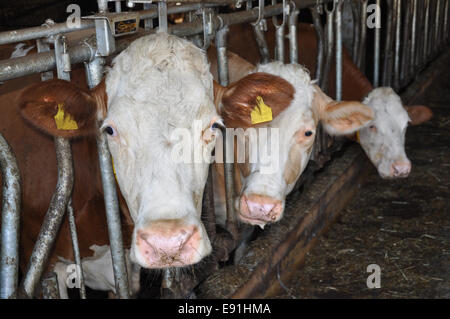 Vacche nel fienile Foto Stock