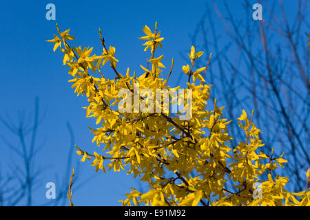 Dormansland, Surrey, Inghilterra. Fioritura di forsitia sotto un profondo cielo blu. Foto Stock