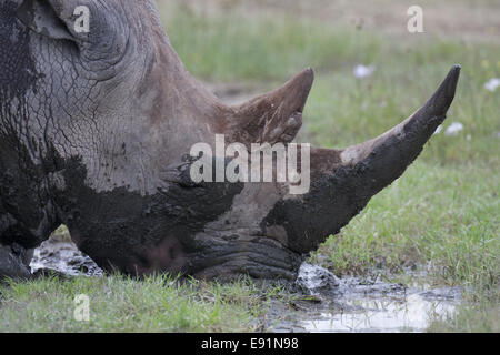 White Rhino prende un bagno di fango Foto Stock