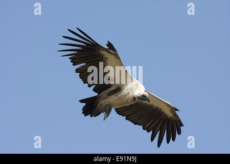 Dorso bianco Vulture in volo Foto Stock