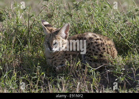 Cucciolo di gatto Serval Foto Stock