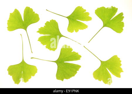 Foglie di Ginkgo biloba Foto Stock