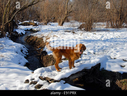 Cane sul ponte di neve Foto Stock