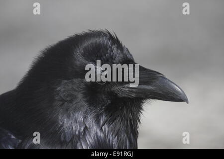 Comune ritratto Raven Foto Stock