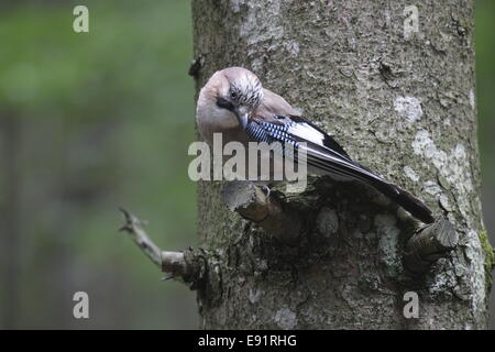 Ghiandaia Foto Stock