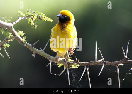 Tessitore di Speke Foto Stock