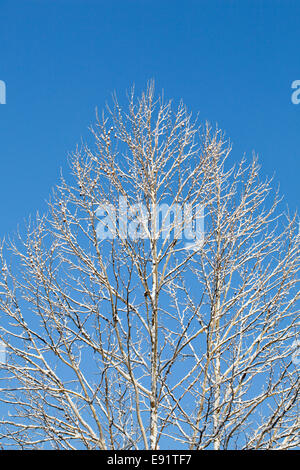 Coperta di neve rami contro il cielo blu Foto Stock