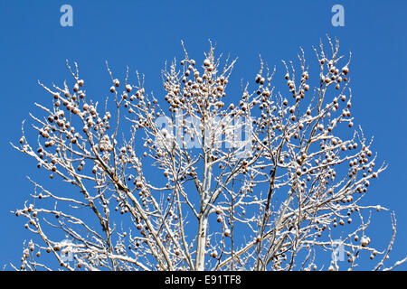 Coperta di neve rami contro il cielo blu Foto Stock