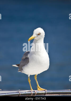 Sea Gull permanente sulla barca vista frontale Foto Stock