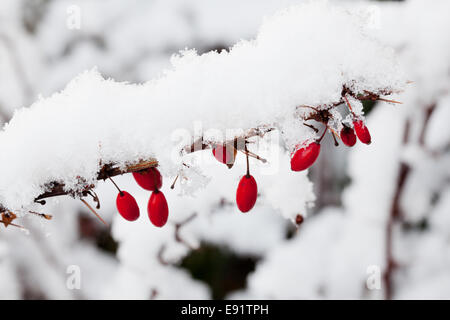 La neve che cade su di berberis bacche Foto Stock